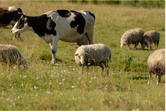 Espèces animales terrestres