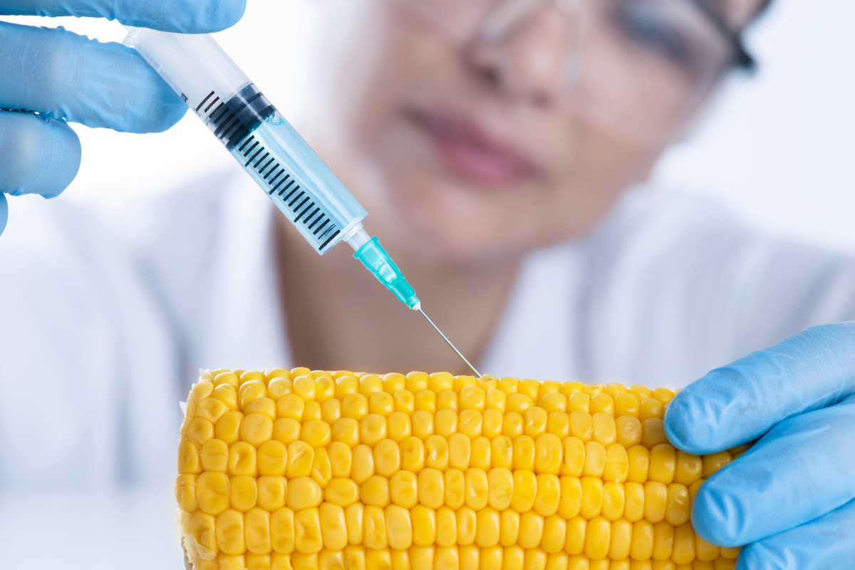 OGM & Génotypage