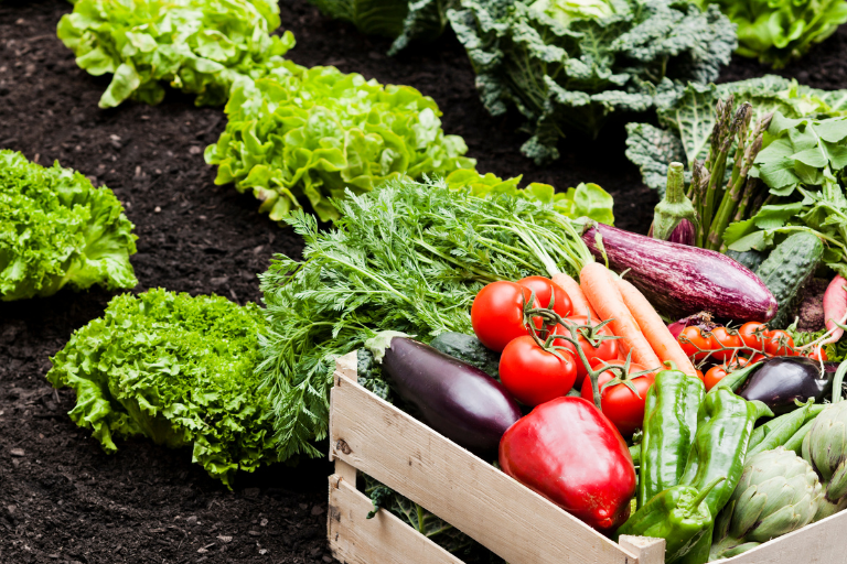 Aliment filière Bio