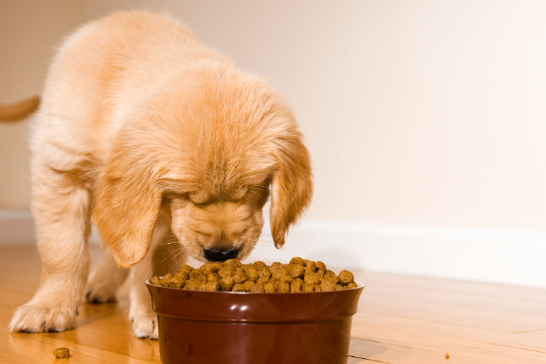 Risque contaminants alimentation animale