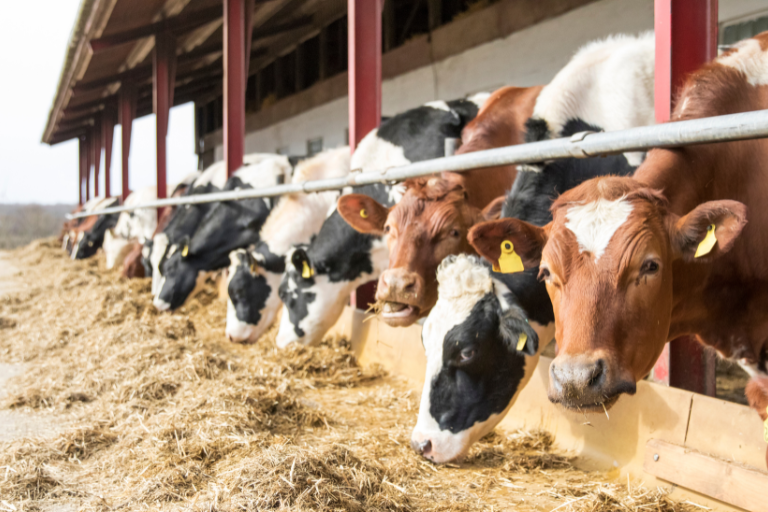 Alimentation animale