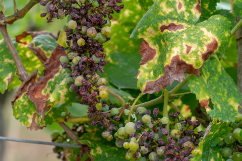 Pathologie végétale