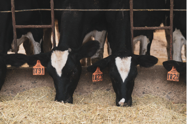 Nutrition Animale conformité